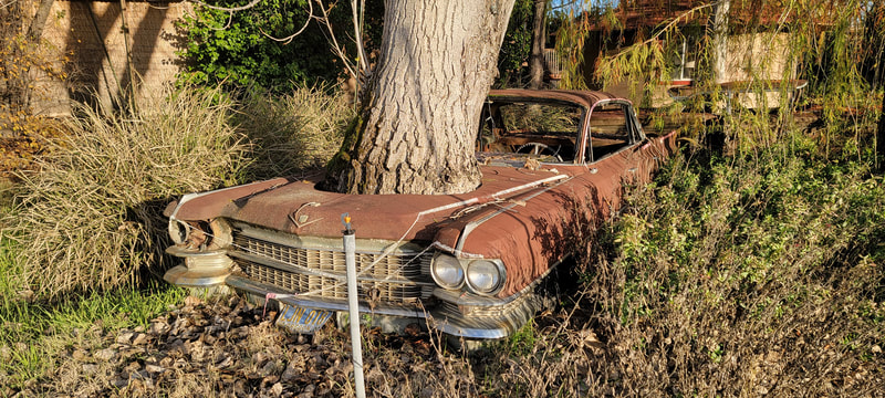 Wizard Industries CEO Billy Carmen found these cars growing out of trees in Hopland California using a Lumber Wizard Woodworking Metal Detector